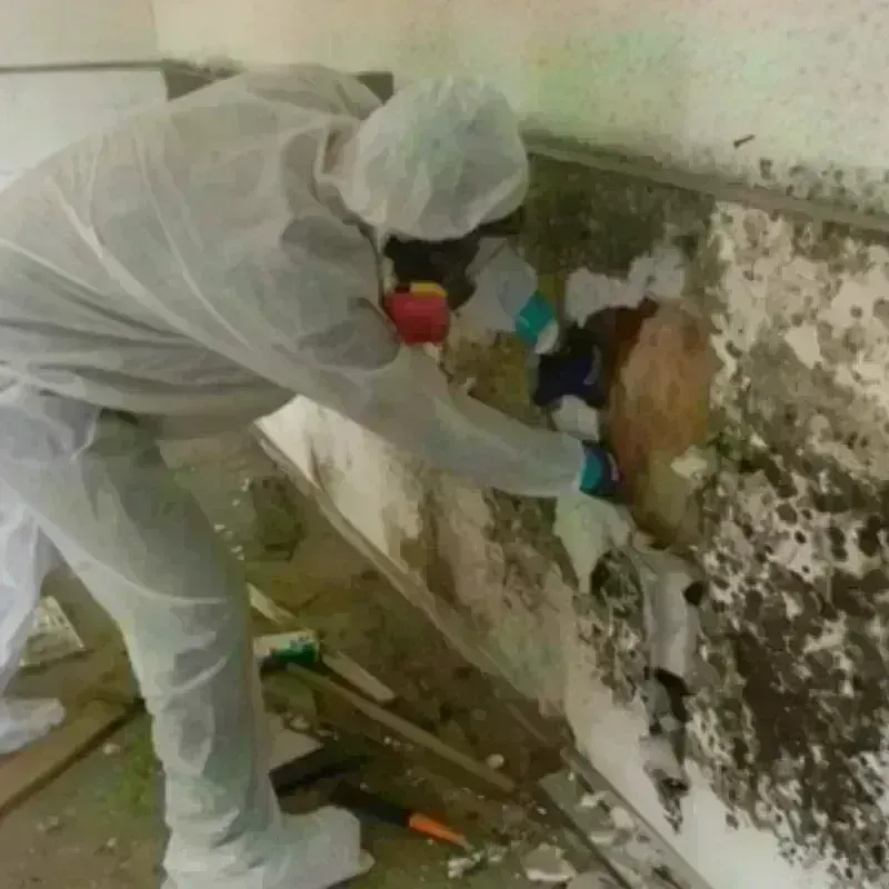 Mold Remediation and Removal in Riverton, WY